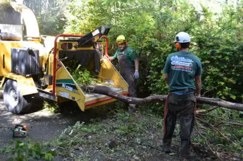 tree services Sugar Hill